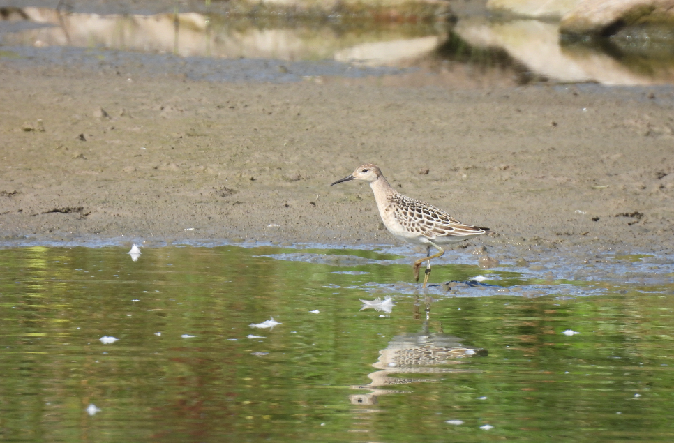 Ruff, Greenshank & Godwits